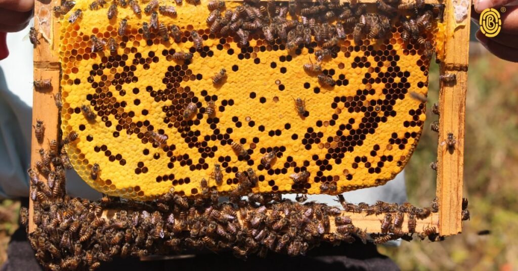 Beehive source of honey farmer traceability